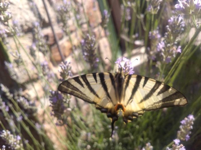 les jardins darbousse