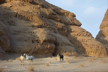 banyan tree alula
