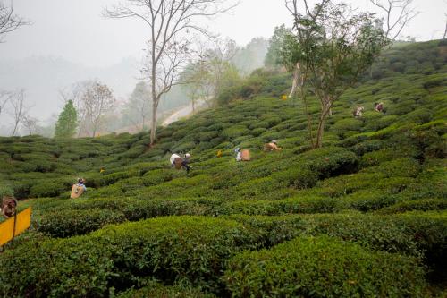 puttabong cottage darjeeling