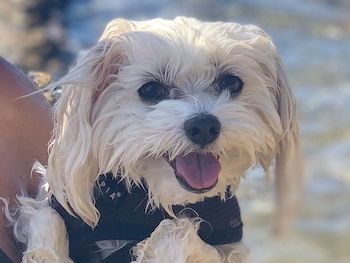 berkeley oceanfront hotel