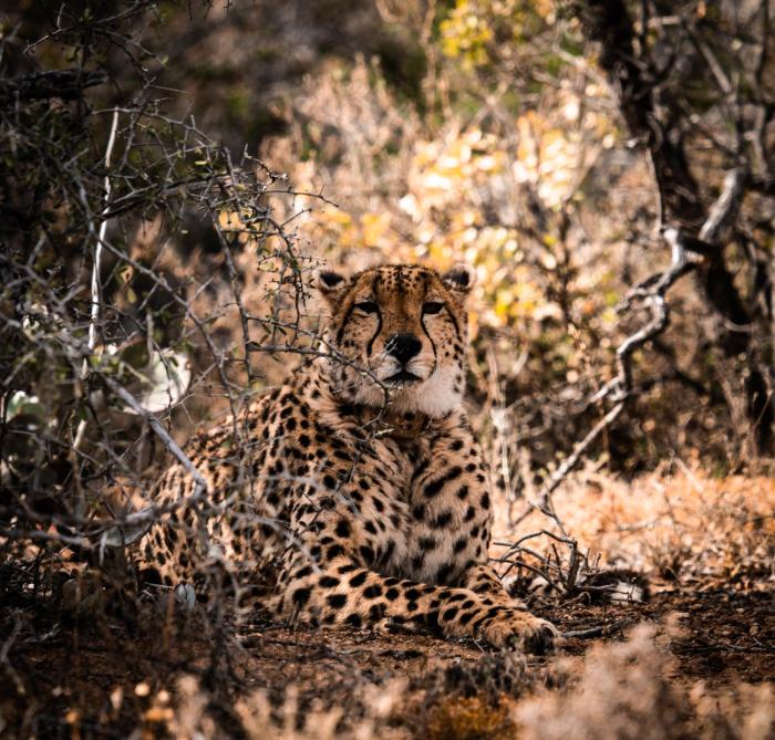 buffelsdrift game lodge