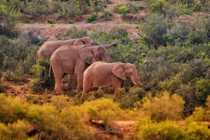 buffelsdrift game lodge