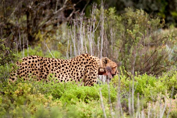 buffelsdrift game lodge