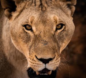buffelsdrift game lodge