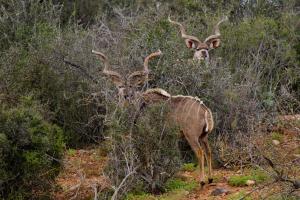 buffelsdrift game lodge