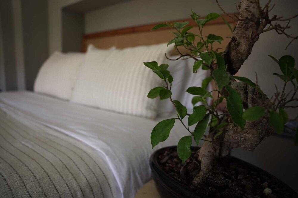 soas suites