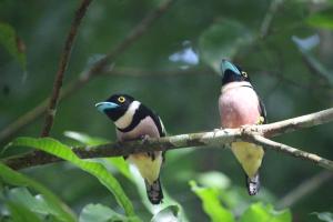 mutiara taman negara