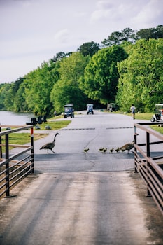 days inn and suites peachtree city