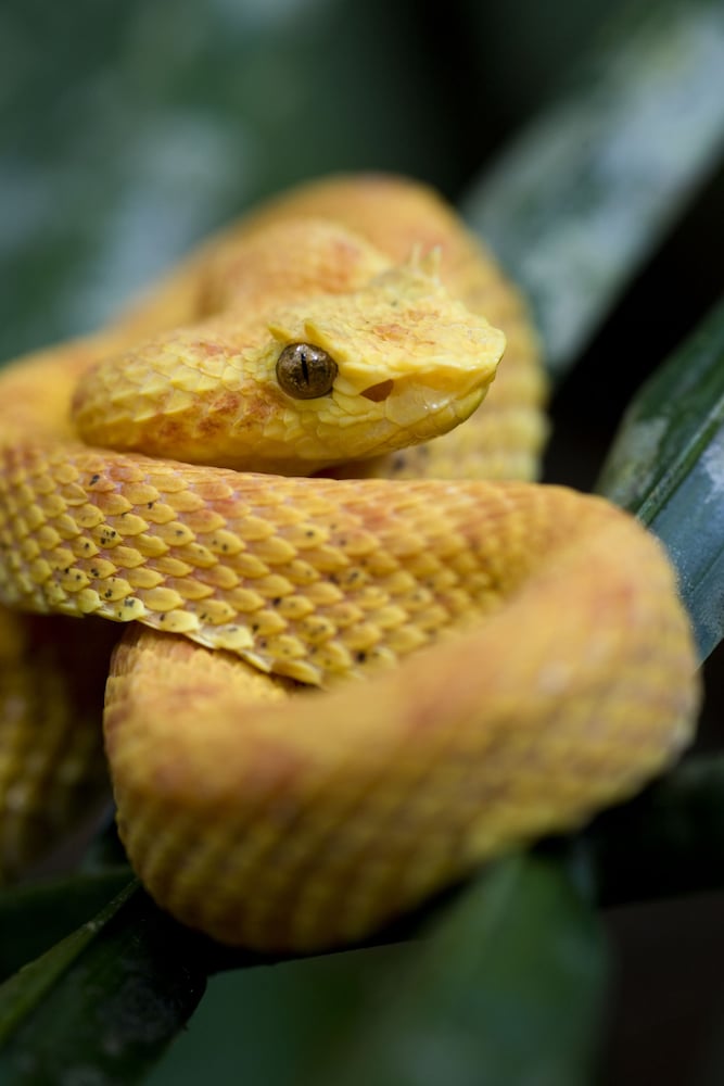 la ceiba