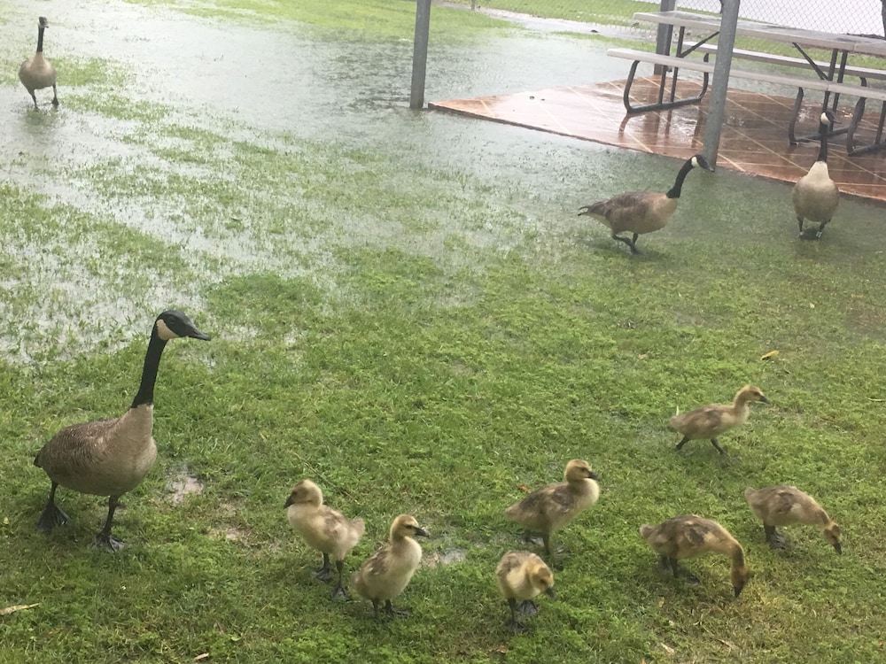 trident inn and suites baton rouge