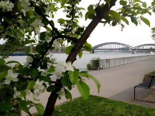 cologne