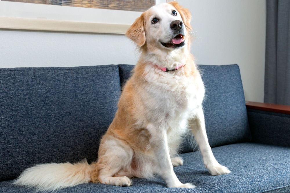 courtyard by marriott sarasota at university town center