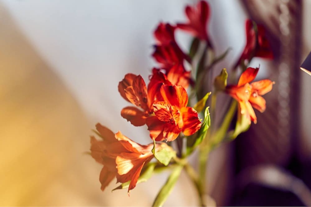 barcelo leon conde luna