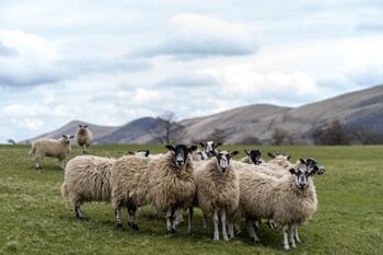 become wild edale