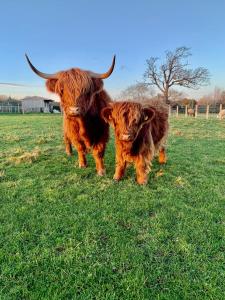 orchard house lodges by ecohuman