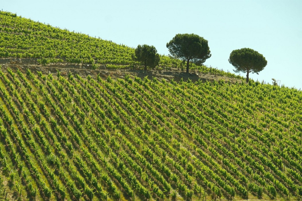 quinta nova de nossa senhora do carmo