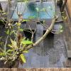 sebatu tulen villa