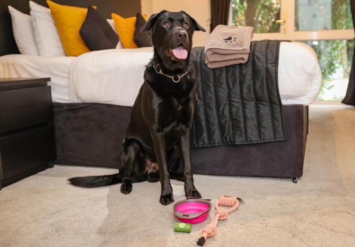 the ashleigh dog friendly