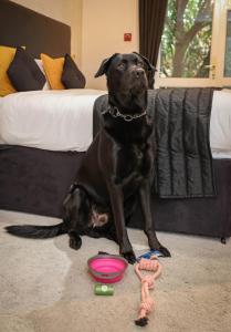 the ashleigh dog friendly