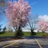 village inn springfield