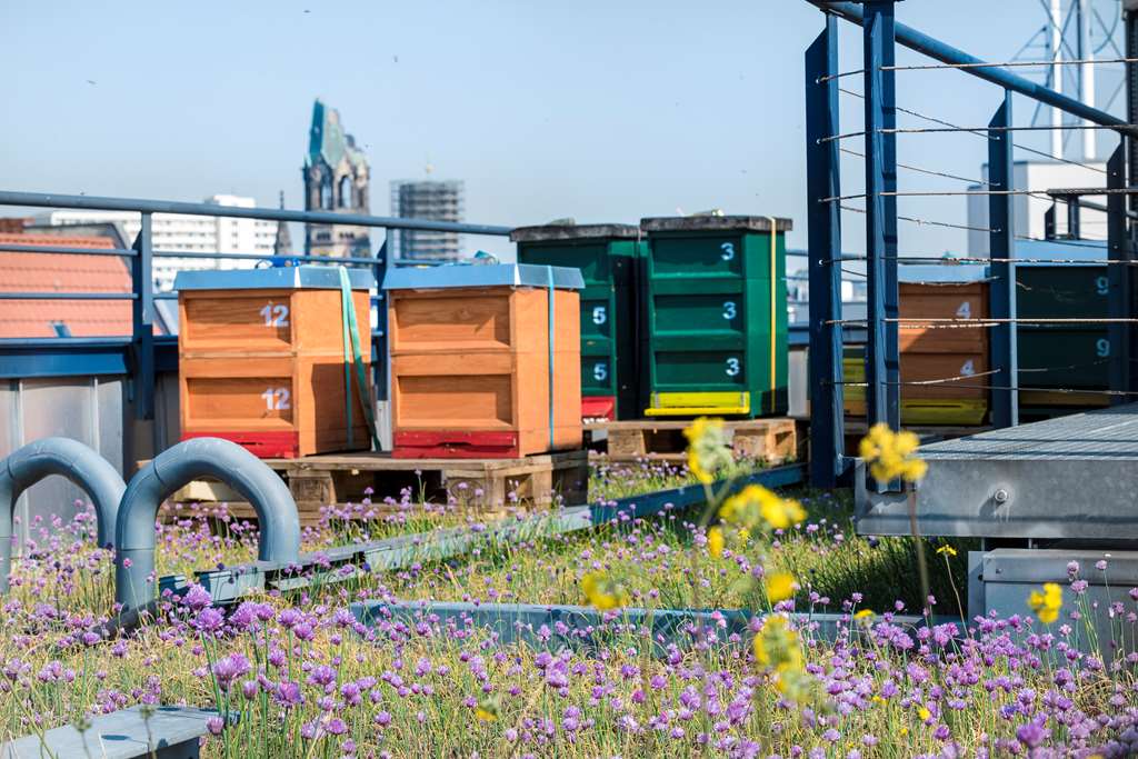 scandic berlin kurfuerstendamm formerly alsterhof