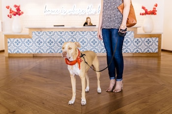 hotel adeline scottsdale a tribute portfolio hotel