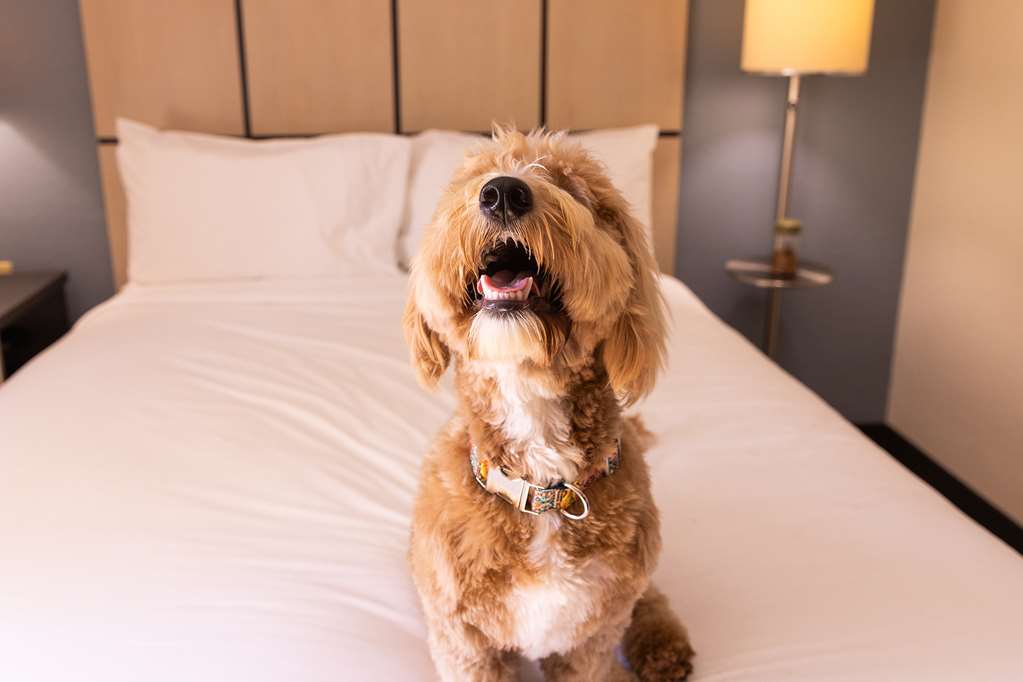 sonesta simply suites denver west federal center