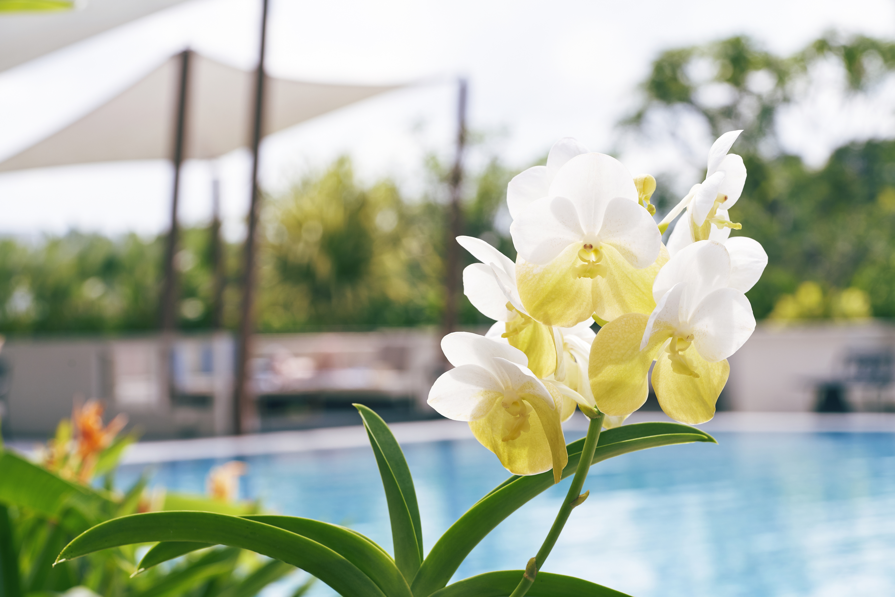 orchard rendezvous hotel by far east hospitality