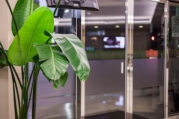 green world linsen