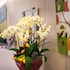 green world linsen