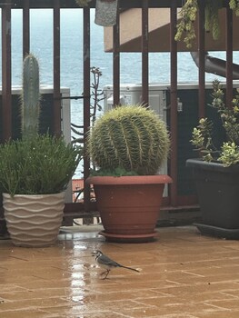 appartamenti scillapaesealbergo