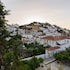 hydra