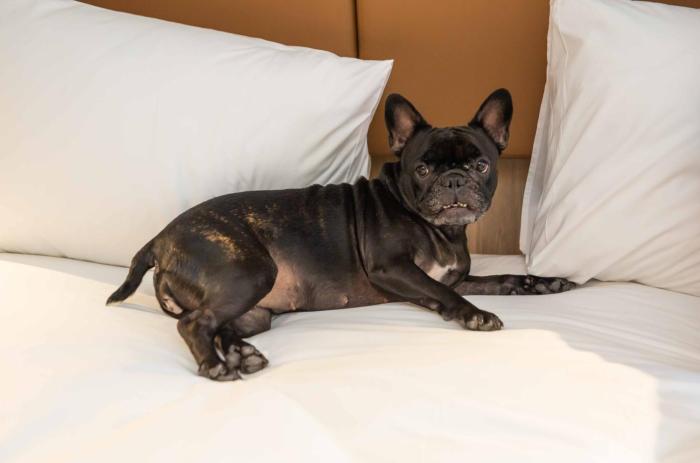 hilton garden inn sao jose do rio preto