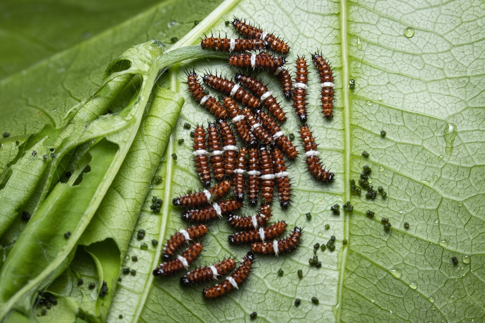 batchelor butterfly farm