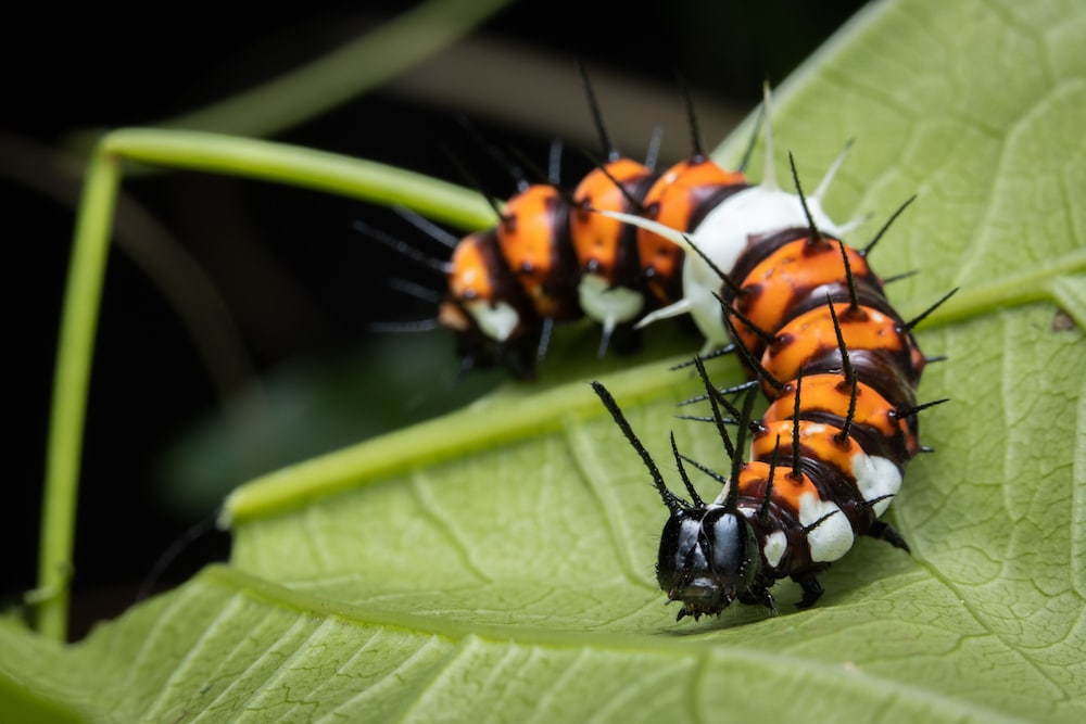 batchelor butterfly farm