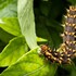batchelor butterfly farm