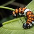 batchelor butterfly farm