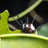 batchelor butterfly farm