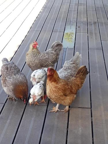 le bois bouquet
