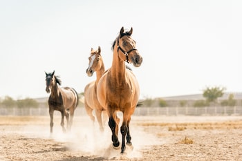 al samriya autograph collection