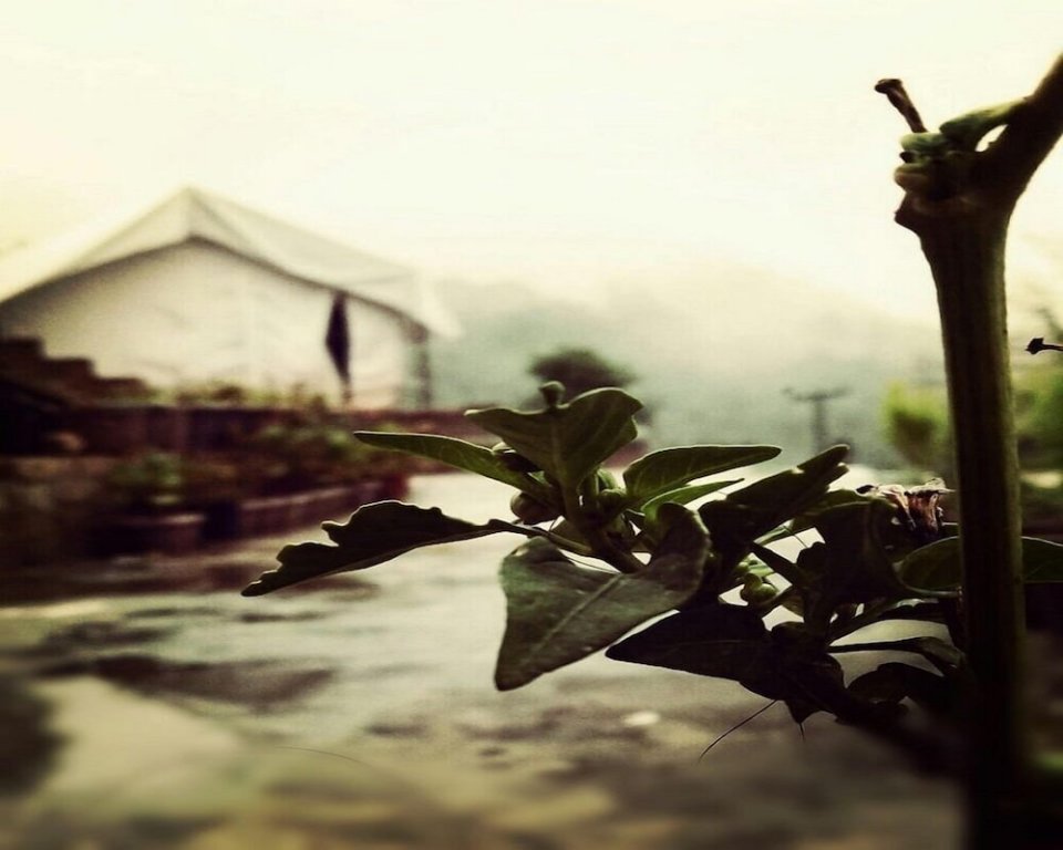 D Jungle Dabas Cottages,Nainital>>Mukteshwar,0 star