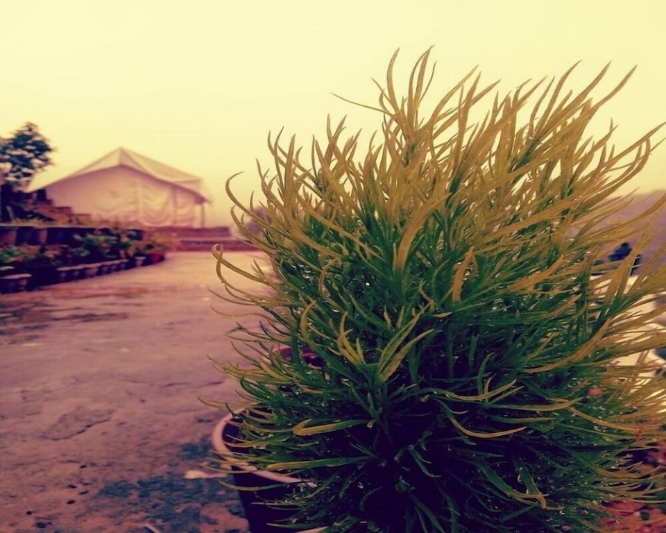 D Jungle Dabas Cottages,Nainital>>Mukteshwar,0 star