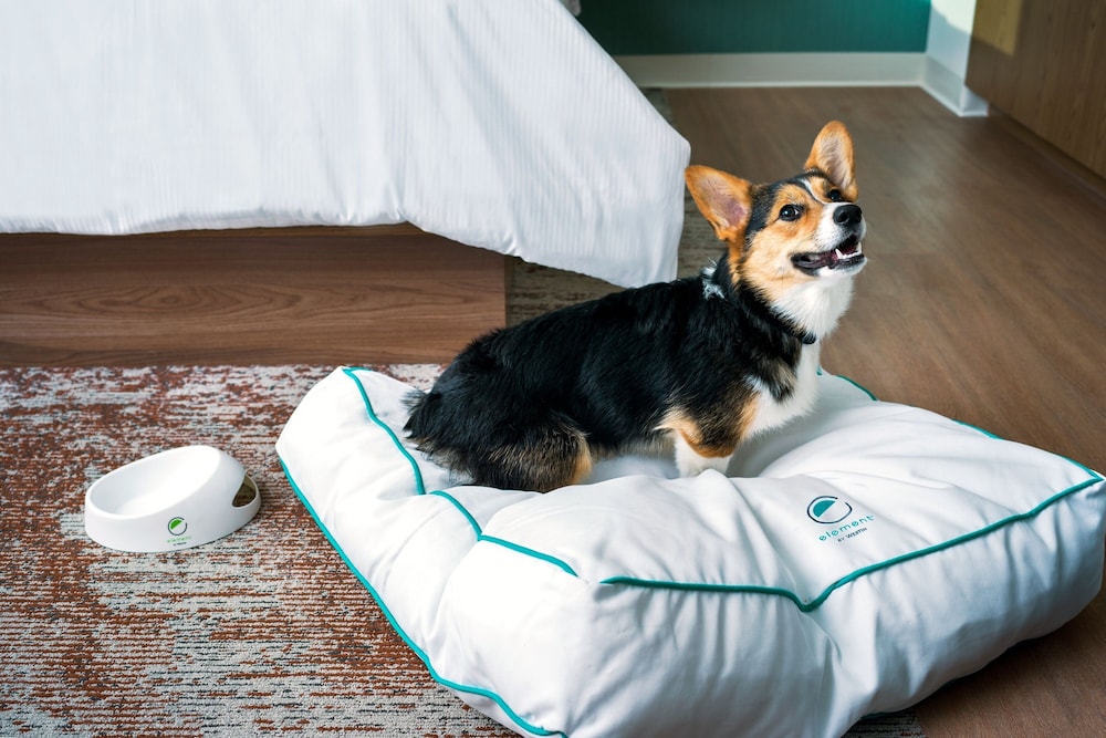 element reno experience district