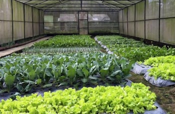 royal safari garden resort and convention