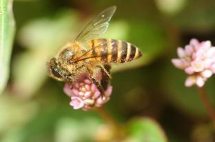 tiny boutique habitat