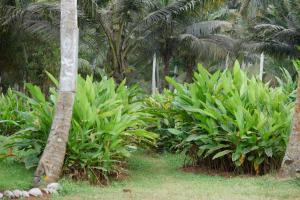 paraikal beach resort