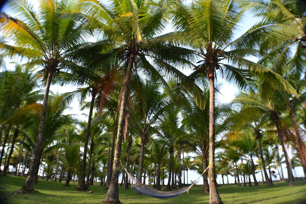 parrita