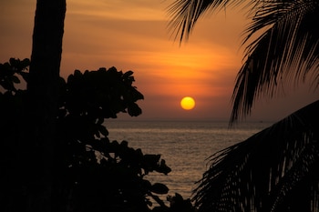 parrita