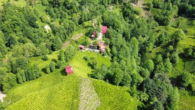 rize