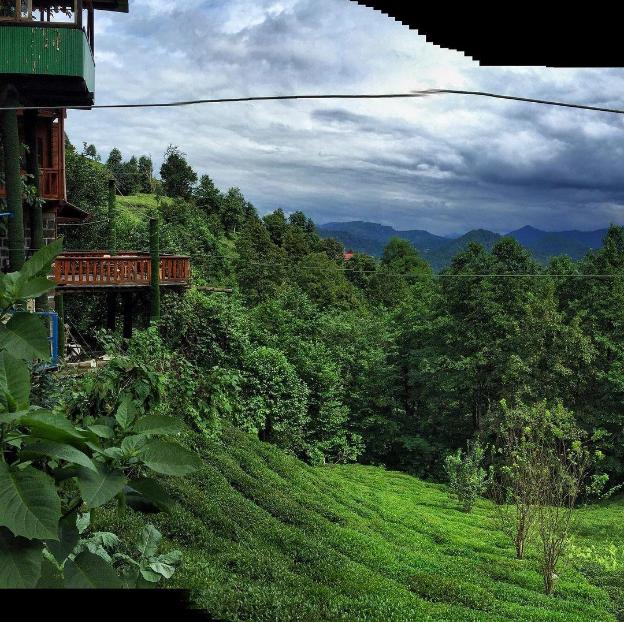 rize
